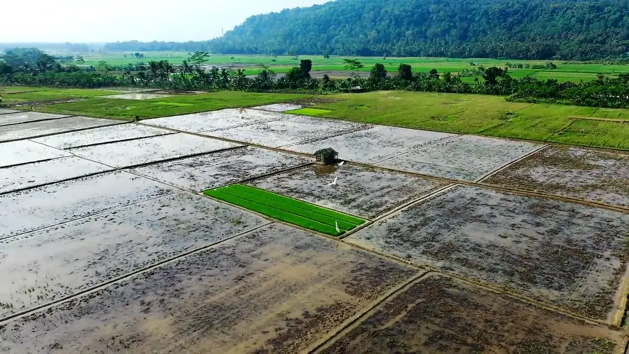 Des rizières en eau vues d'un drone, une pépinière verte au milieu.